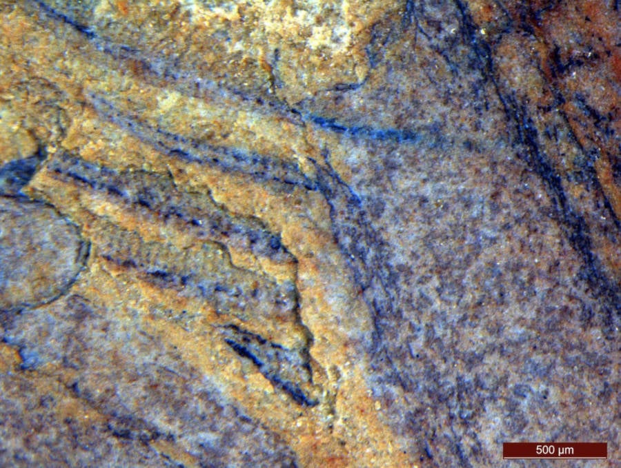Magnified Image Daihua Fossil