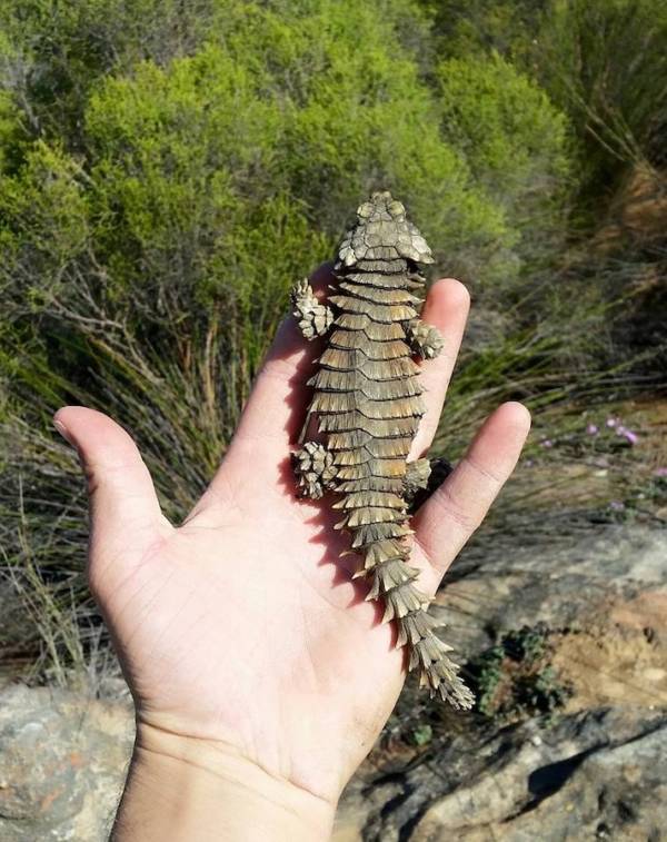 Ouroborus Cataphractus Back