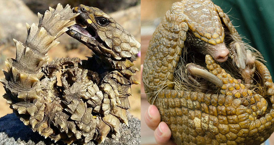Armadillo Lizard