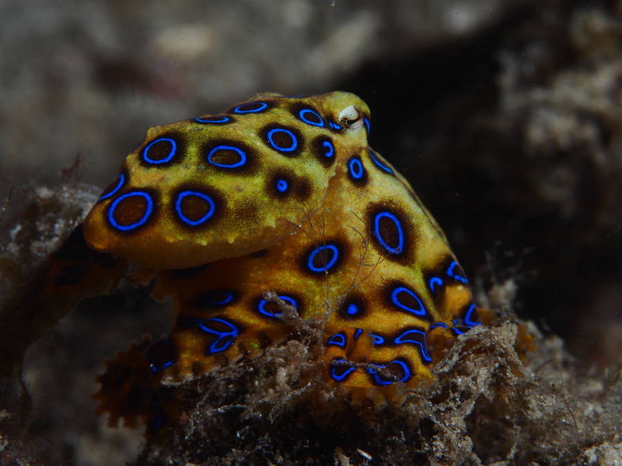 Blue Ringed Octopus Trypophobia Pattern