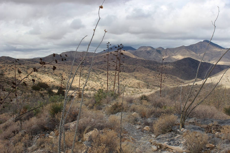 Cochise Apache Leader