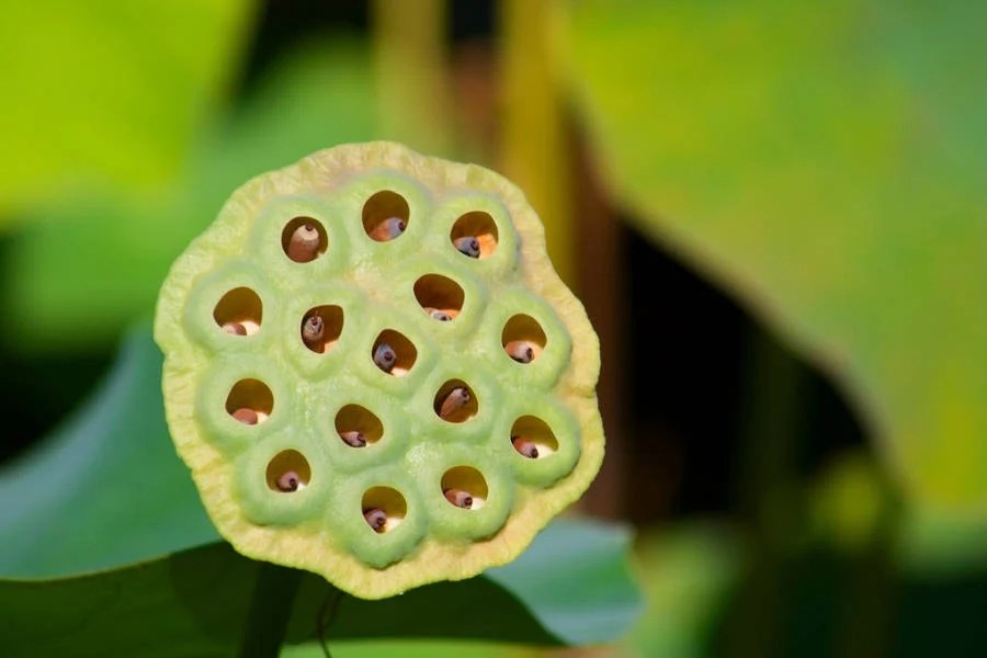 Trypophobia