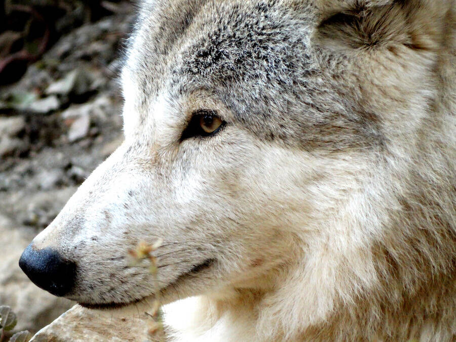 Himalayan Wolf