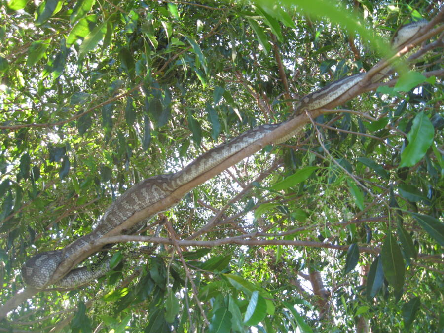 Olive Python In A Tree