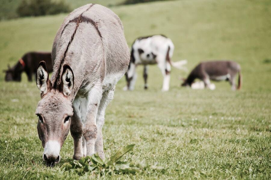 Donkey Grazing Grass
