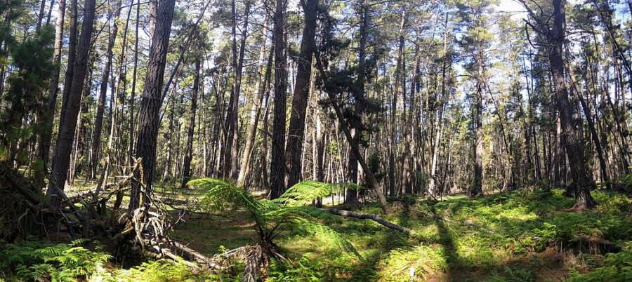 Trees Of The Belanglo State Forest