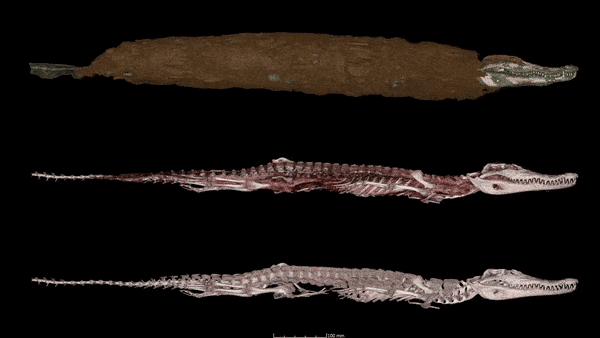 Crocodile Mummy