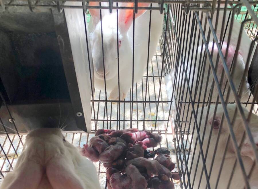 Rabbit With Aborted Offspring
