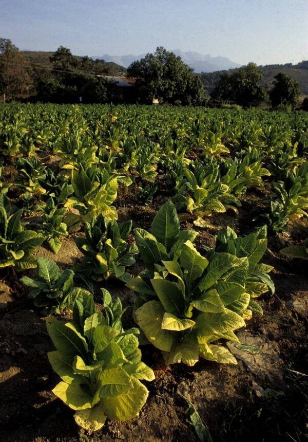 Spanish Crops