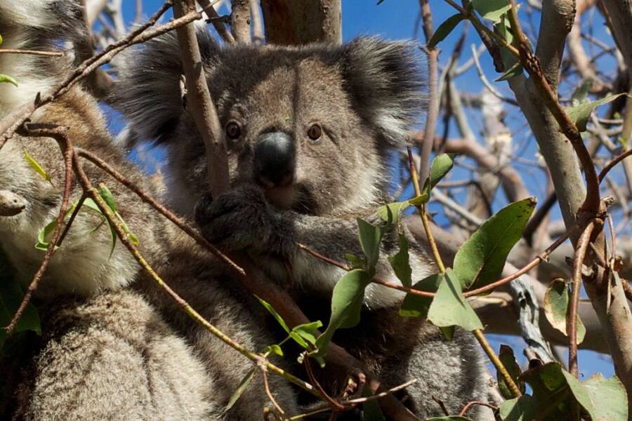 Koala In Tree