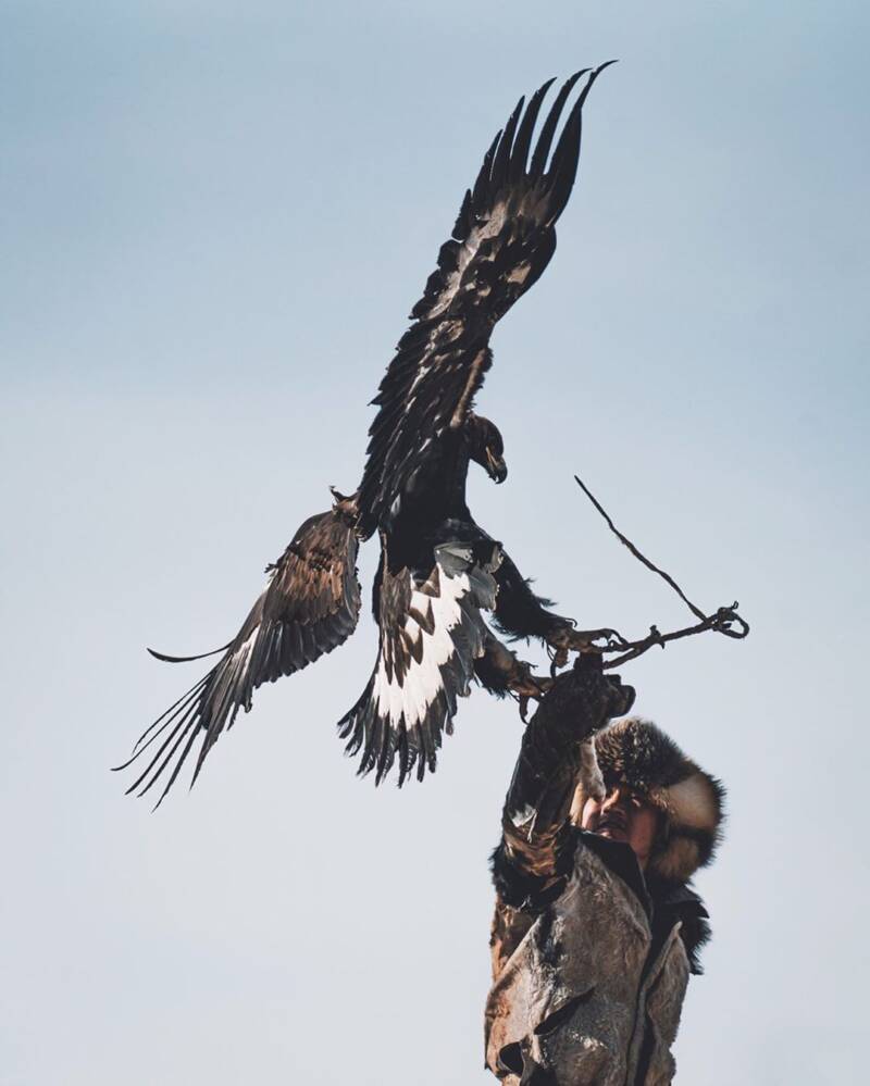 Mongolian Eagle Flying