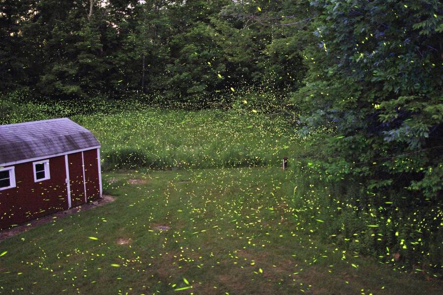 Fireflies In The Backyard
