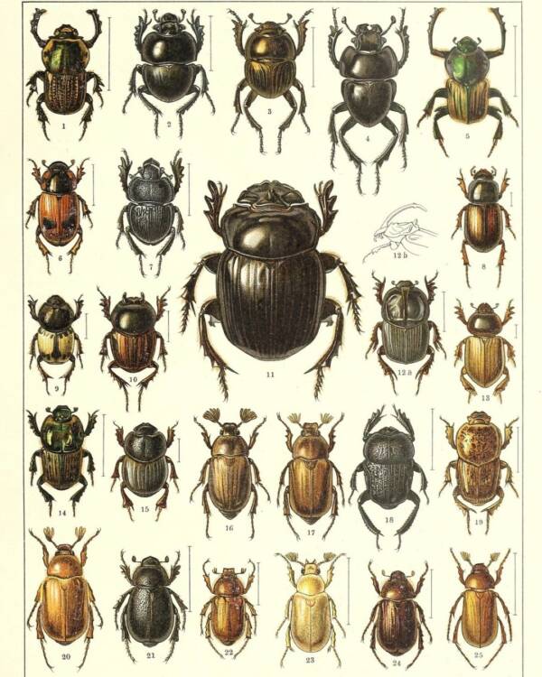 Illustrated Beetles