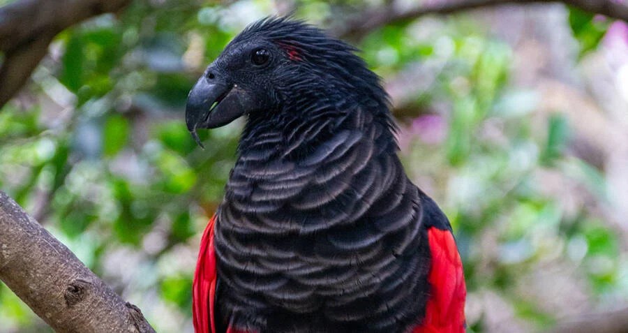 Meet The Dracula Parrot, The Most Gothic Bird On Earth