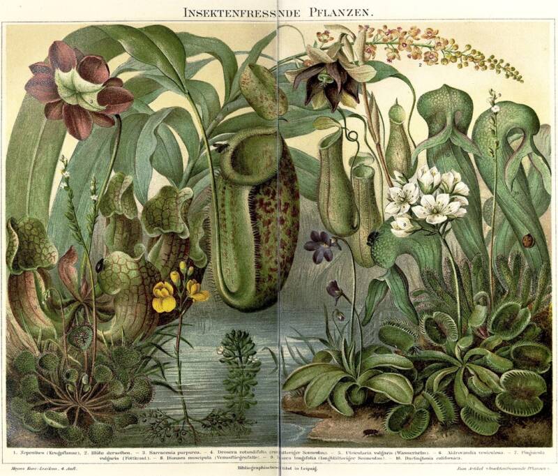 Carnivorous Plants