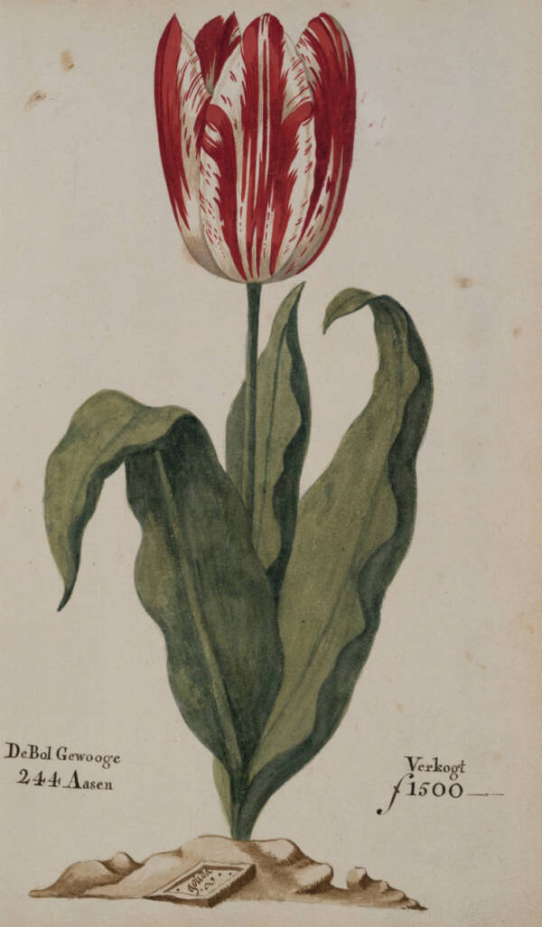 Gouda Tulip