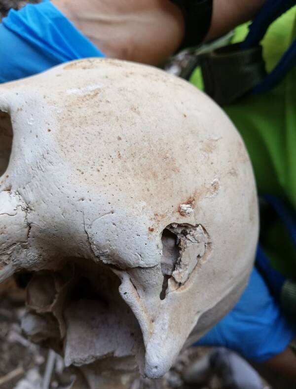 Guanche Skull