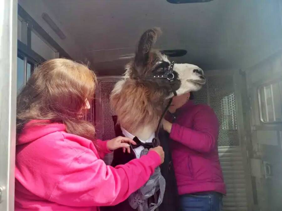 Llama In Tuxedo