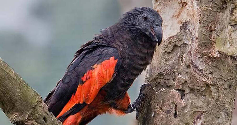 Meet The Dracula Parrot, The Most Gothic Bird On Earth