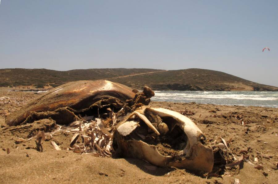 Sea Turtle Carcass