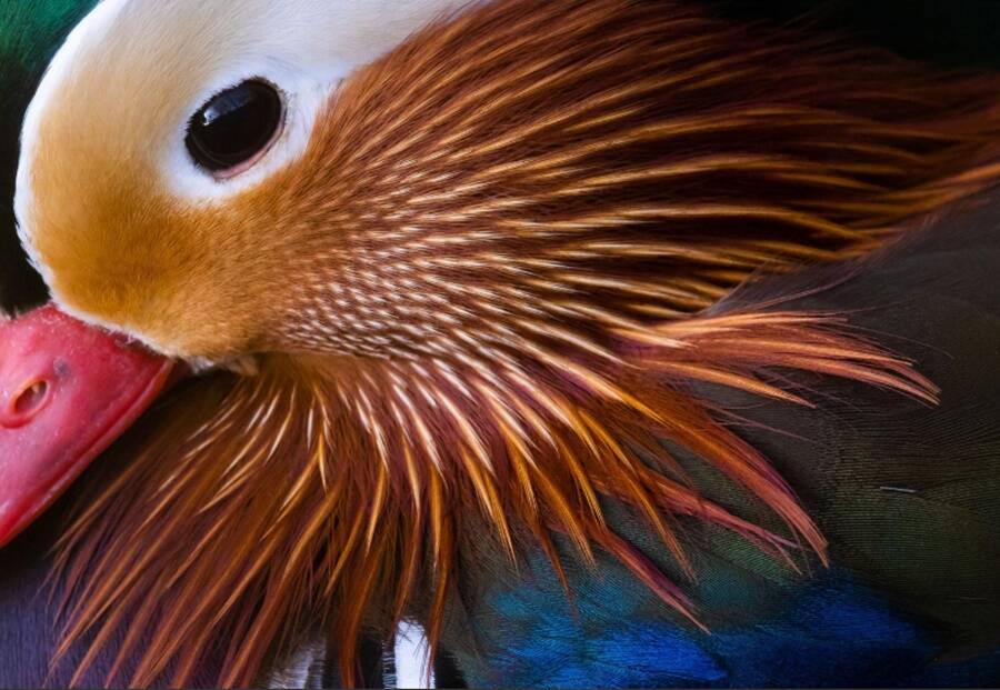 Mandarin Duck