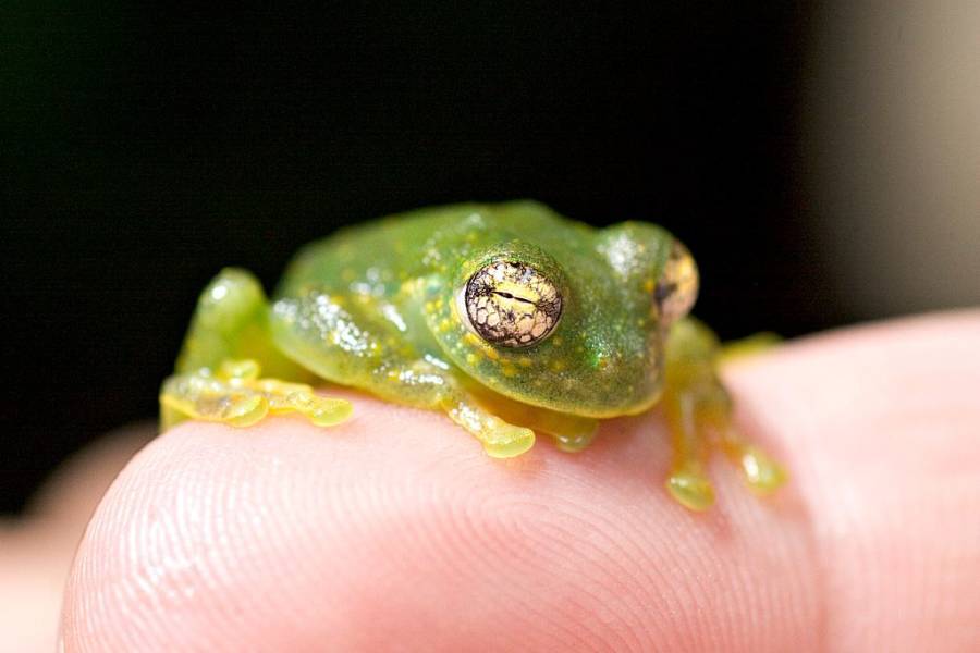 Small Glass Frog