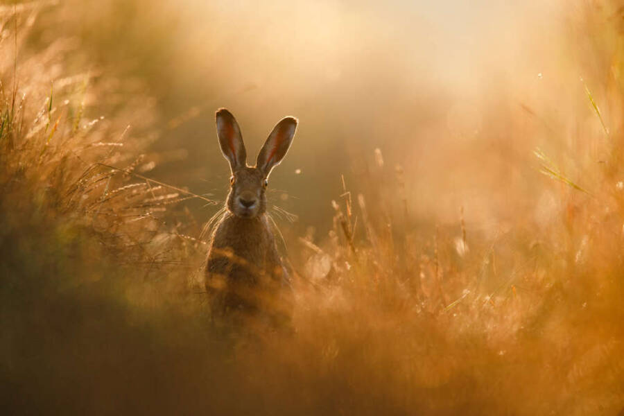 Wild Hare