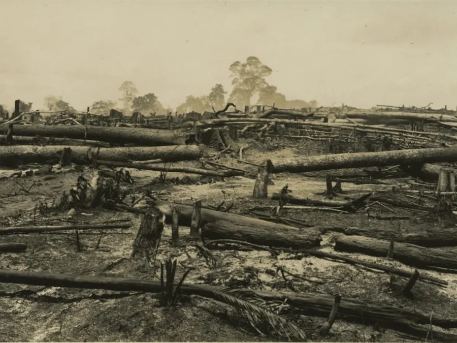 The Forest Was Cleared