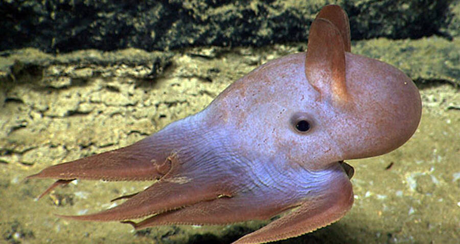 Meet The Dumbo Octopus, The DeepSea Creature With Elephant 'Ears'