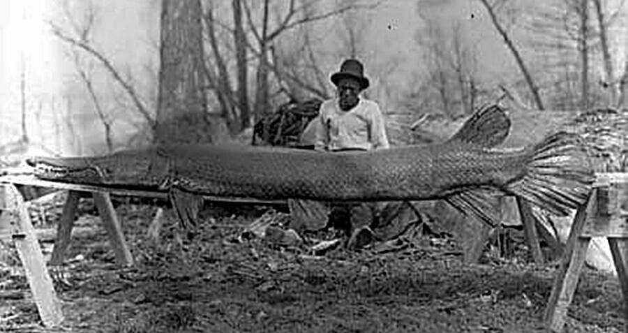 Meet The Alligator Gar, Texas' 10-Foot-Long 'Megafish'