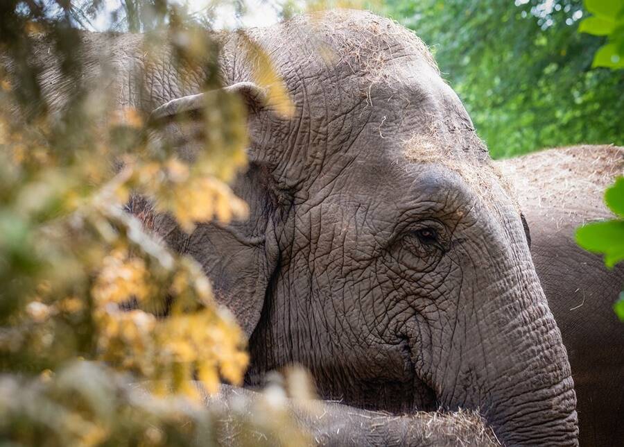 Elephant Behind Trees