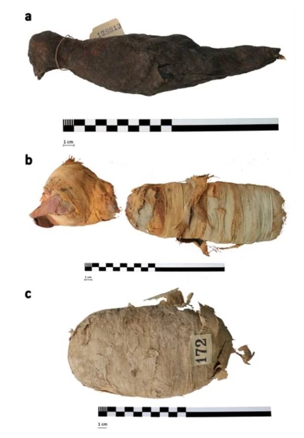 Mummified Animals
