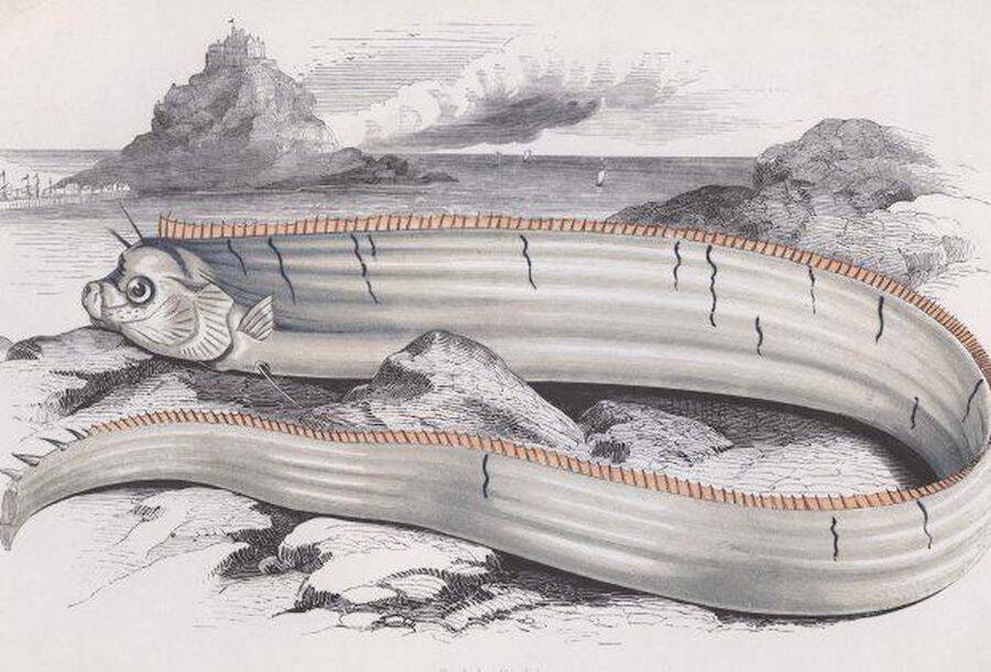 Oarfish Illustration