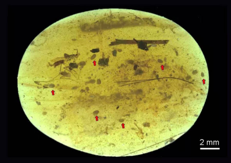 Amber With Ostracod Crustaceans