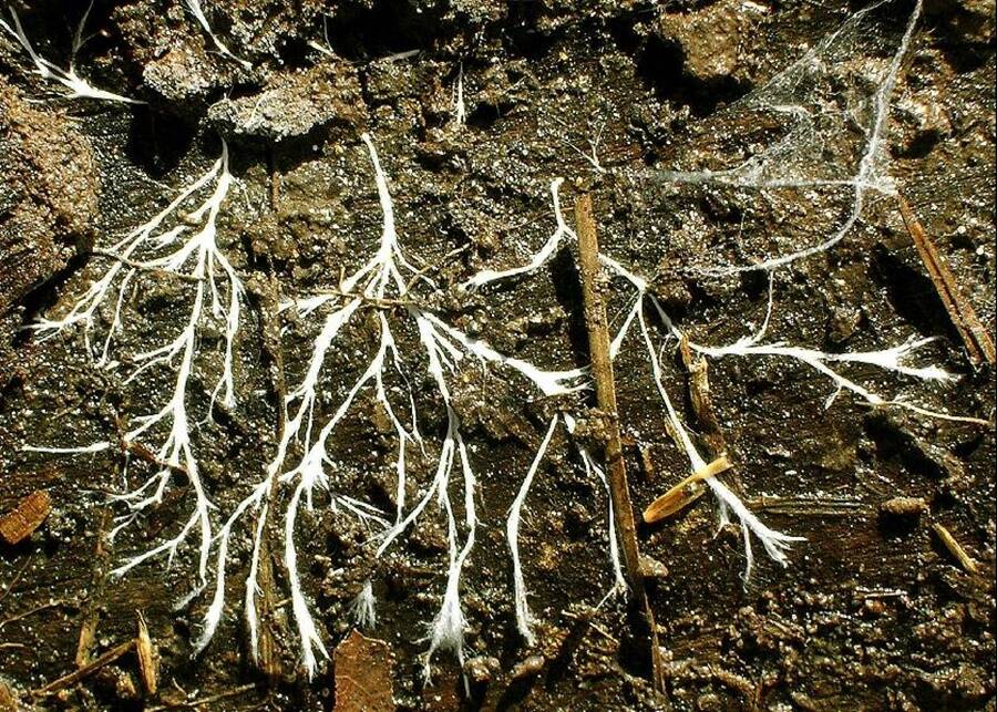 Mycelium