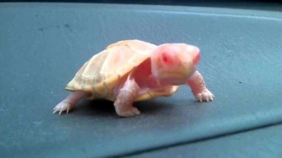 Albino Turtle With Pink Eyes