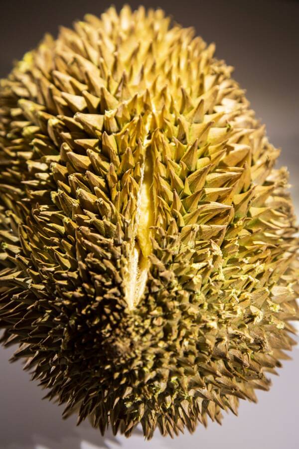 Durian Fruit