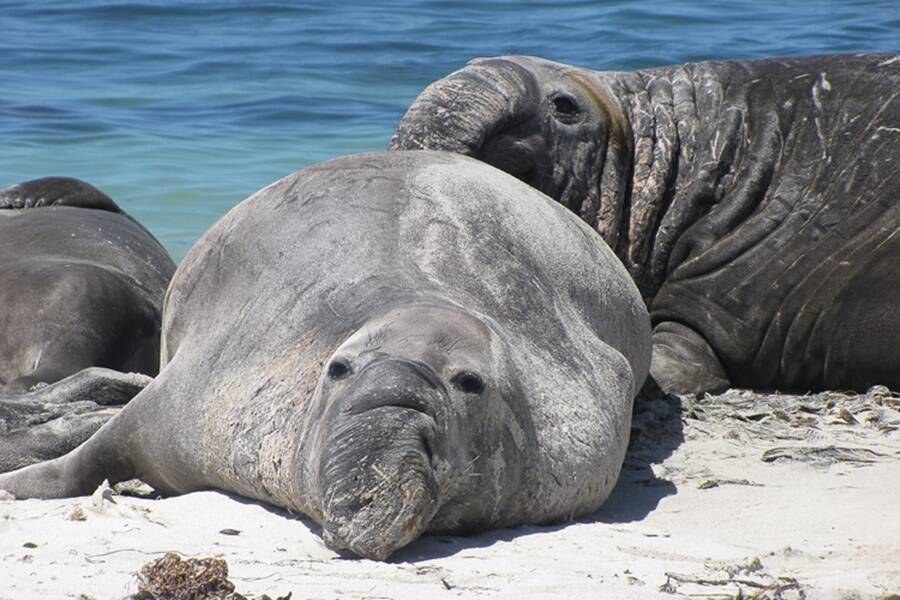 Elephant Seals