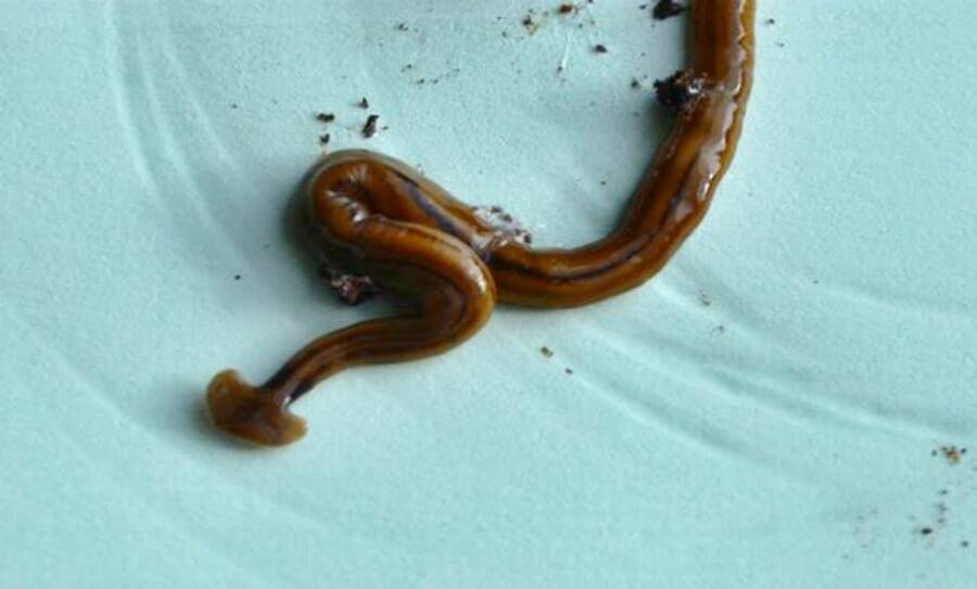 Giant Hammerhead Flatworm