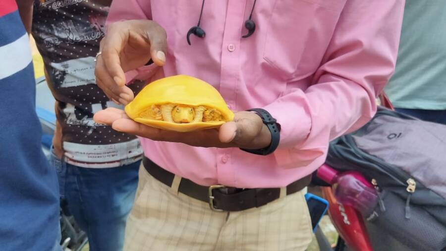 Golden Flapshell Turtle