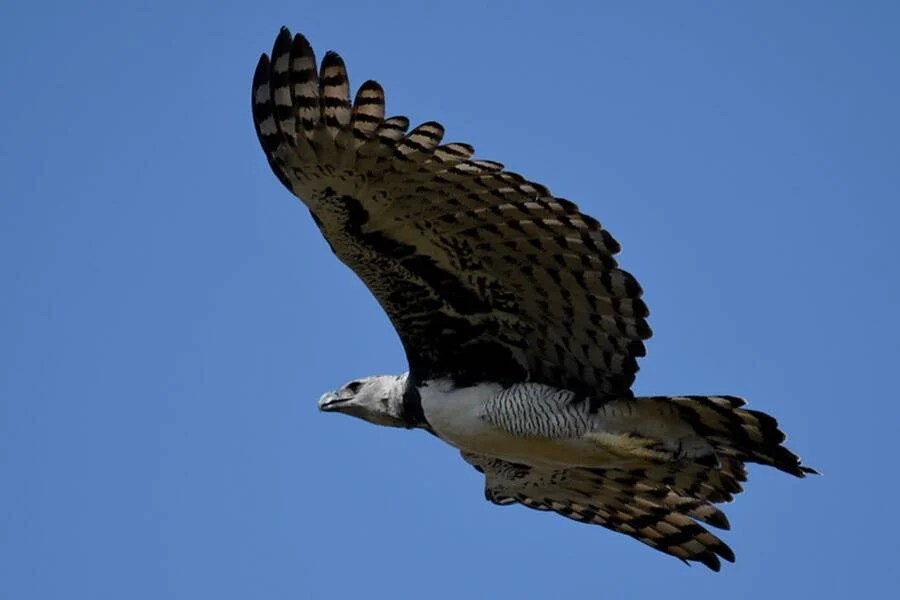 Harpy Eagle Flying