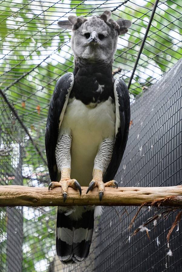 Harpy Eagle Inside Aviary