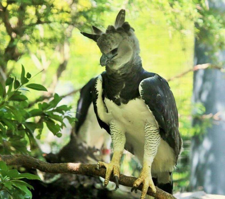 Meet The Harpy Eagle, The Fierce Amazonian Raptor