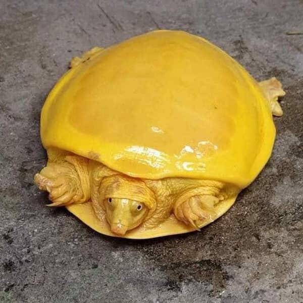 Yellow Turtle From Above