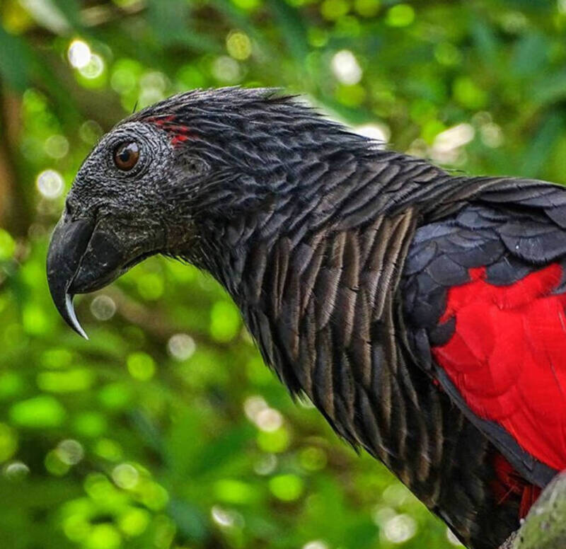 9 Scary Bird Species That Will Give You The Creeps