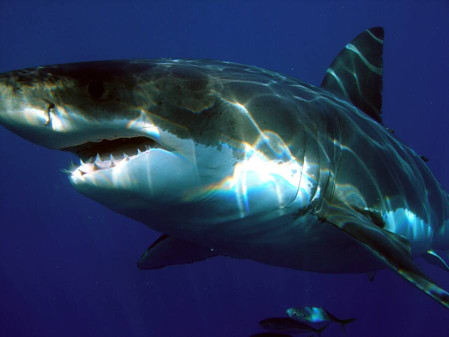 Great White Shark