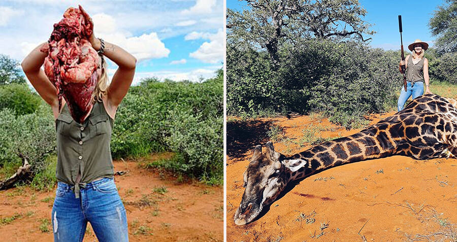 Trophy Hunter Kills Giraffe And Cuts Out Its Heart To Pose With It