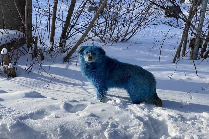 Single Blue Dog