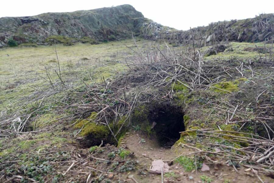 Skokholm Rabbit Burrow