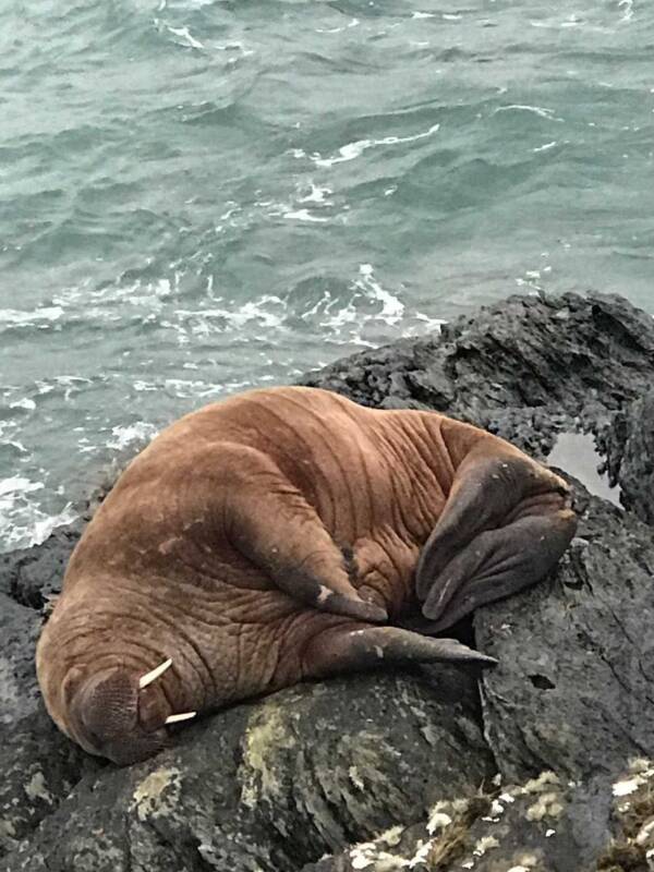 Walrus Sleeping On Beach